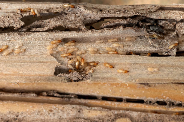 Wildlife Control Services in Youngstown, OH